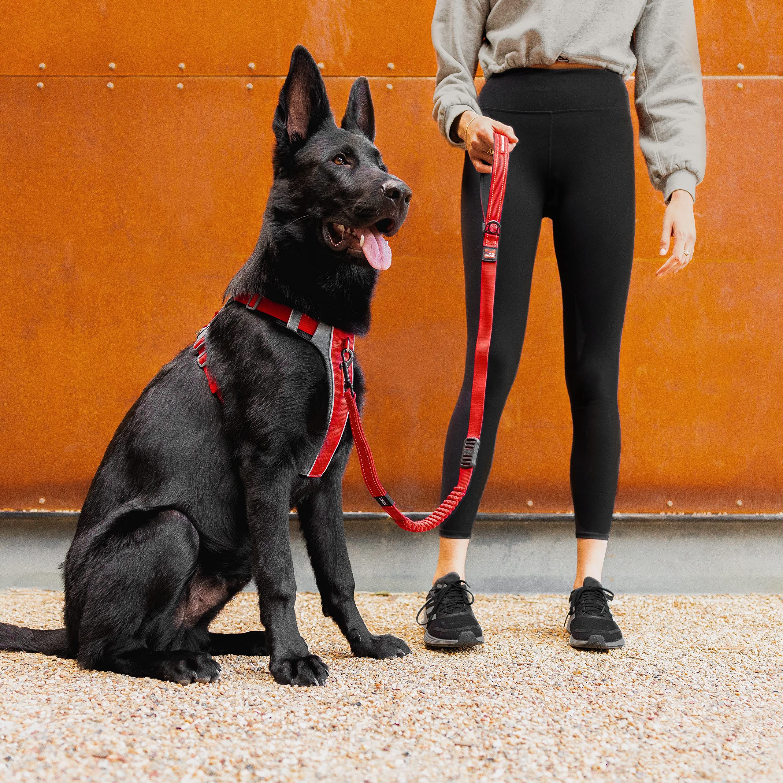 Bande réfléchissante EzyDog X-Link, meilleure visibilité nocturne.
