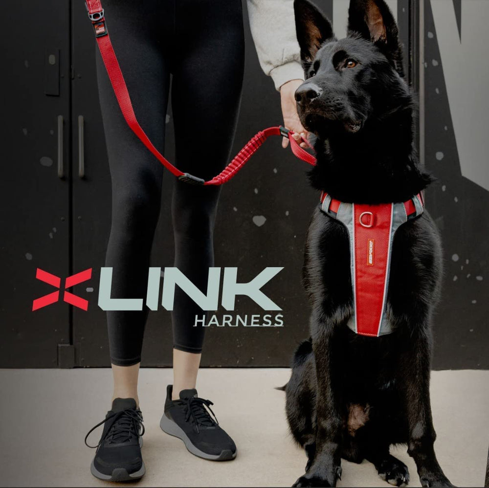 Harnais EzyDog X-Link avec attache arrière pour les promenades quotidiennes.