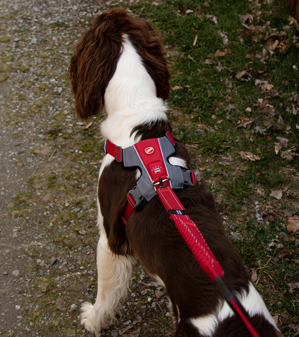Sangle élastique Zero-Choc EzyDog X-Link, réduit pression et grandit avec votre chien.
