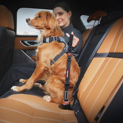 EzyDog Zero Shock Click boucle acier electroplatee, durabilite fiable