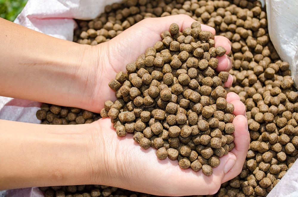 FAMILY FARM AND FEED – poisson d’étang en pleine activité, nourrissage pratique au quotidien.
