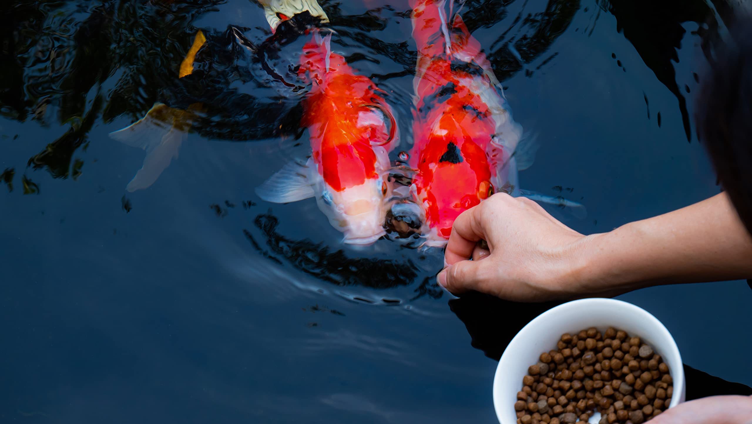 FAMILY FARM AND FEED – aliments riches en protéines et minéraux, soutien du régime quotidien.