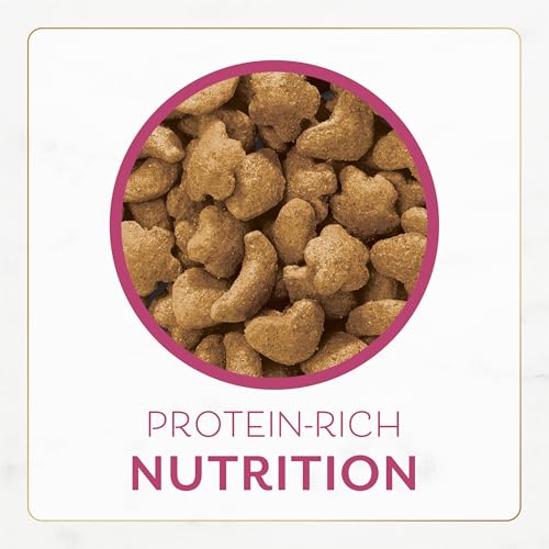 Chat appréciant la saveur et la texture des croquettes Fancy Feast.