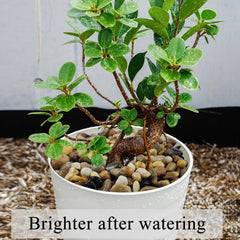 Gravier FANTIAN pour bonsai: petits cailloux mats et décoratifs.