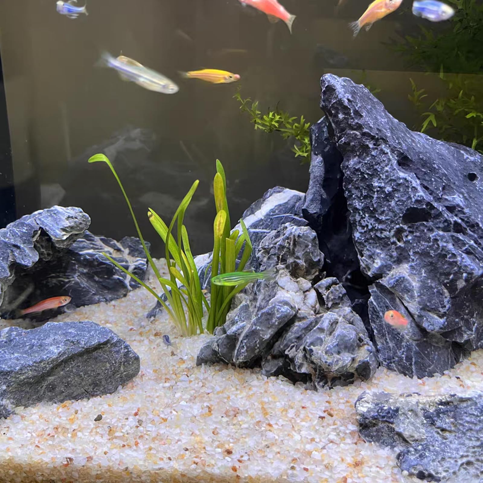 Fantian sable d'aquarium: base fiable pour betta et reptiles.
