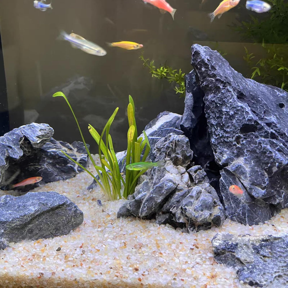Fantian sable d'aquarium: base fiable pour betta et reptiles.