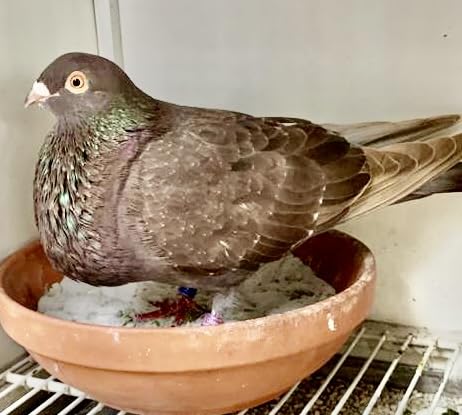 Farmalab Natural Dewormer – compatibles avec pigeons et colombes en captivité.