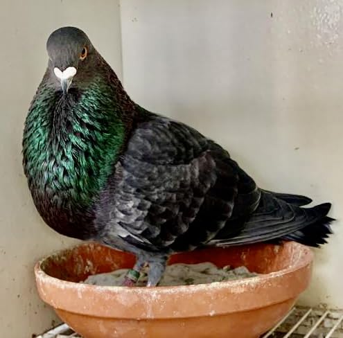 Farmalab Natural Dewormer – usage en volière, contrôle facilité pour divers oiseaux.