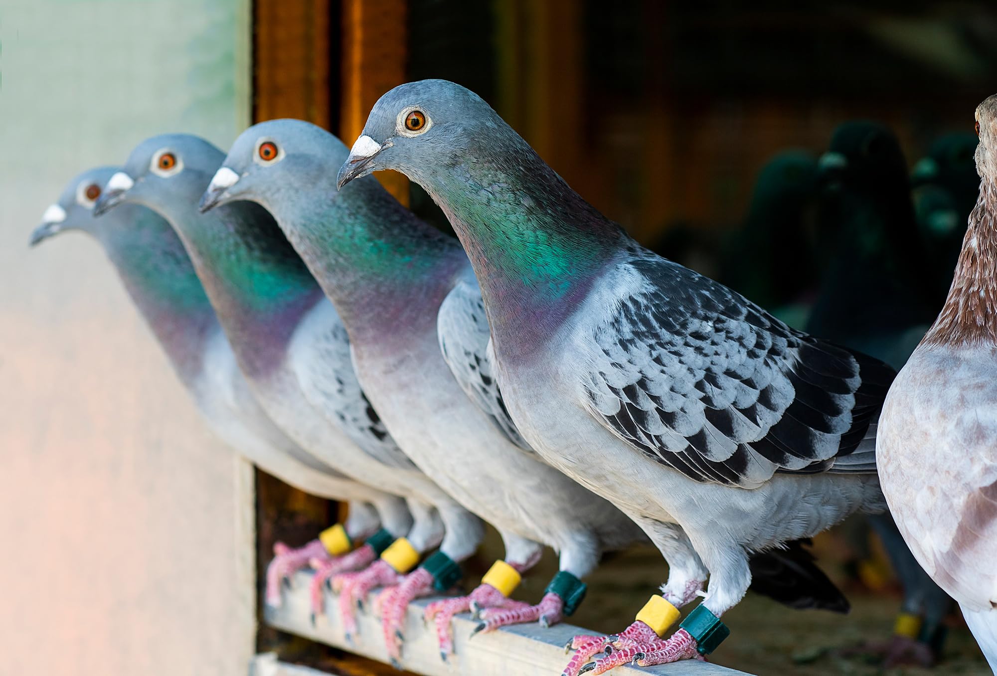 Generic probiotiques pour pigeons: tablettes enrichies en minéraux pour l’équilibre nutritionnel