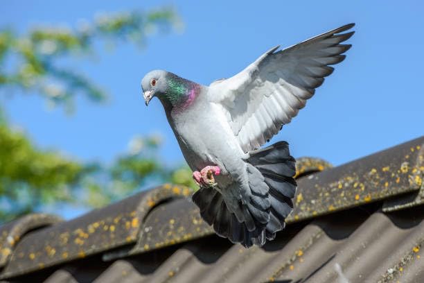 Generic probiotiques pour pigeons: réduction des odeurs fécales pour un habitat plus agréable