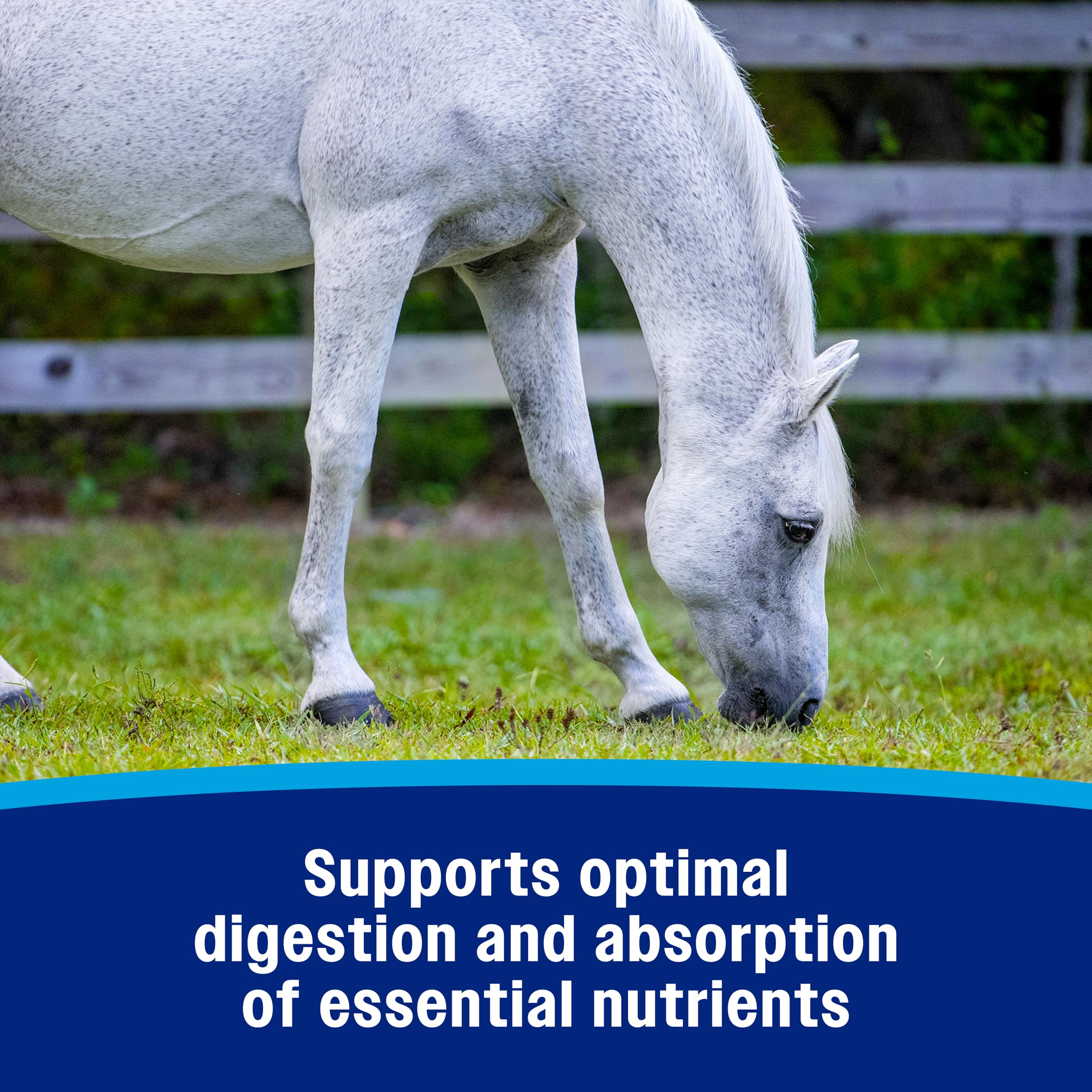 Soutien de la digestion avec Farnam Probiotique Pâte pour une absorption optimale.