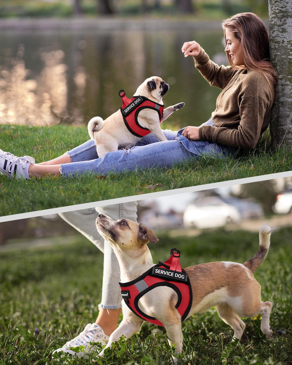 Tailles XS à M pour petits et moyens chiens.