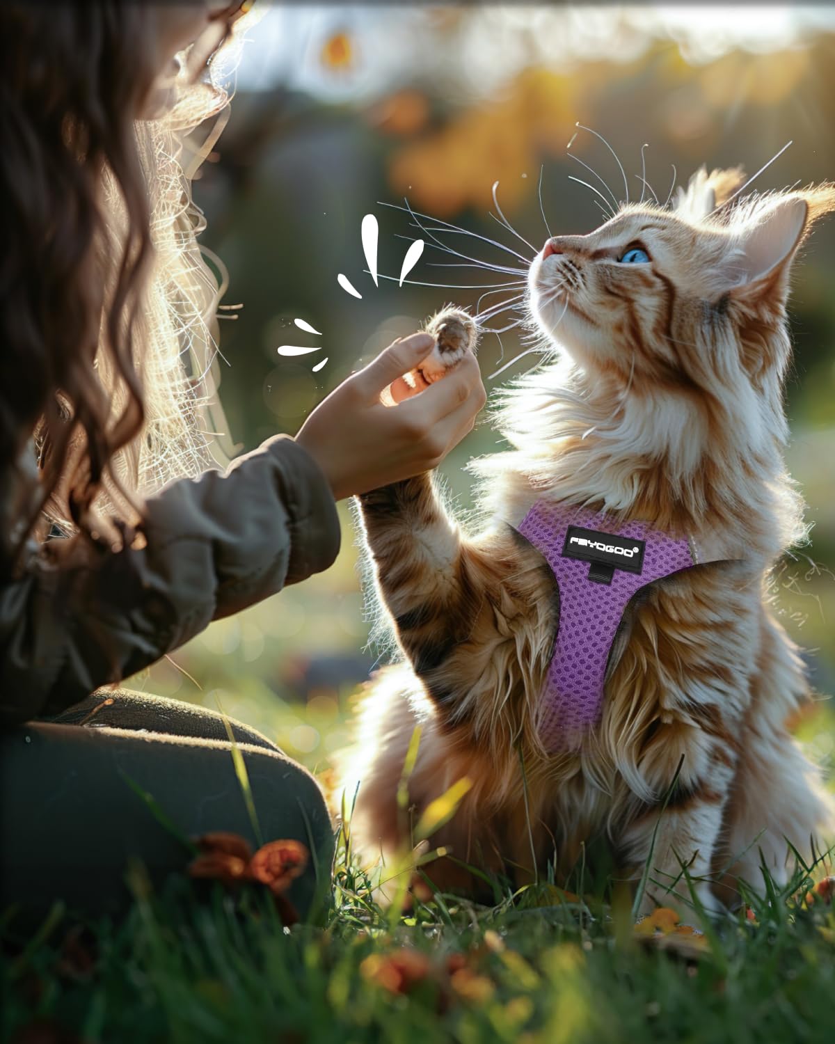 Ensemble Fayogoo harnais et laisse pour chat et petit chien, promenade polyvalente.