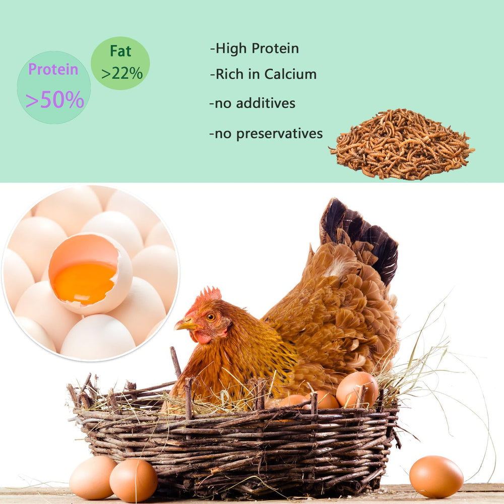 FCI GRUBS recommandations-utilisation-quotidienne-poules-pondeuses, apport-proteique-equilibre.