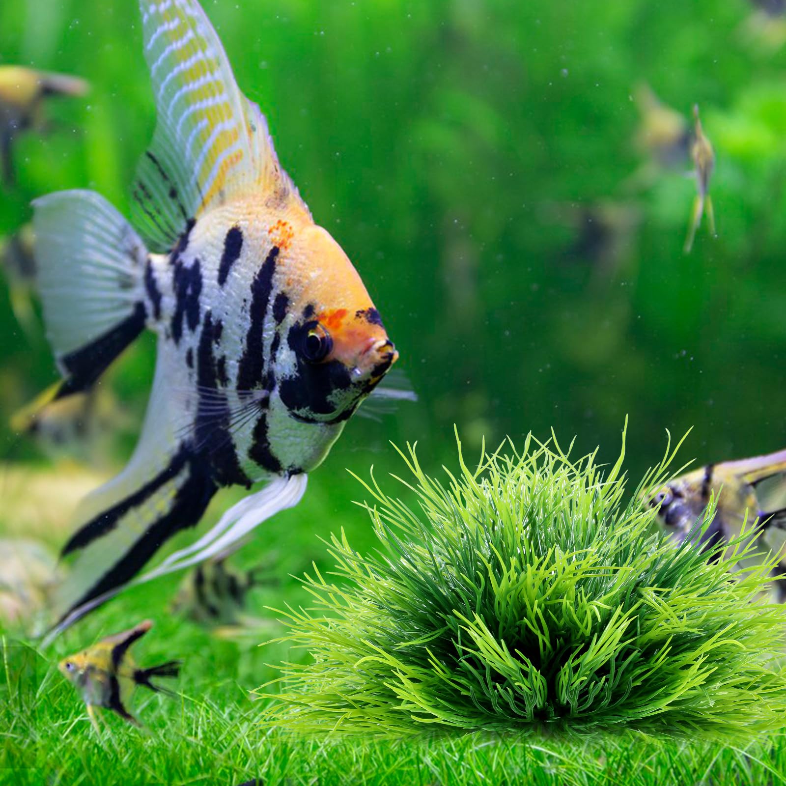 FdcLixuvol plante aquarium verte, adaptée à la plupart des bacs