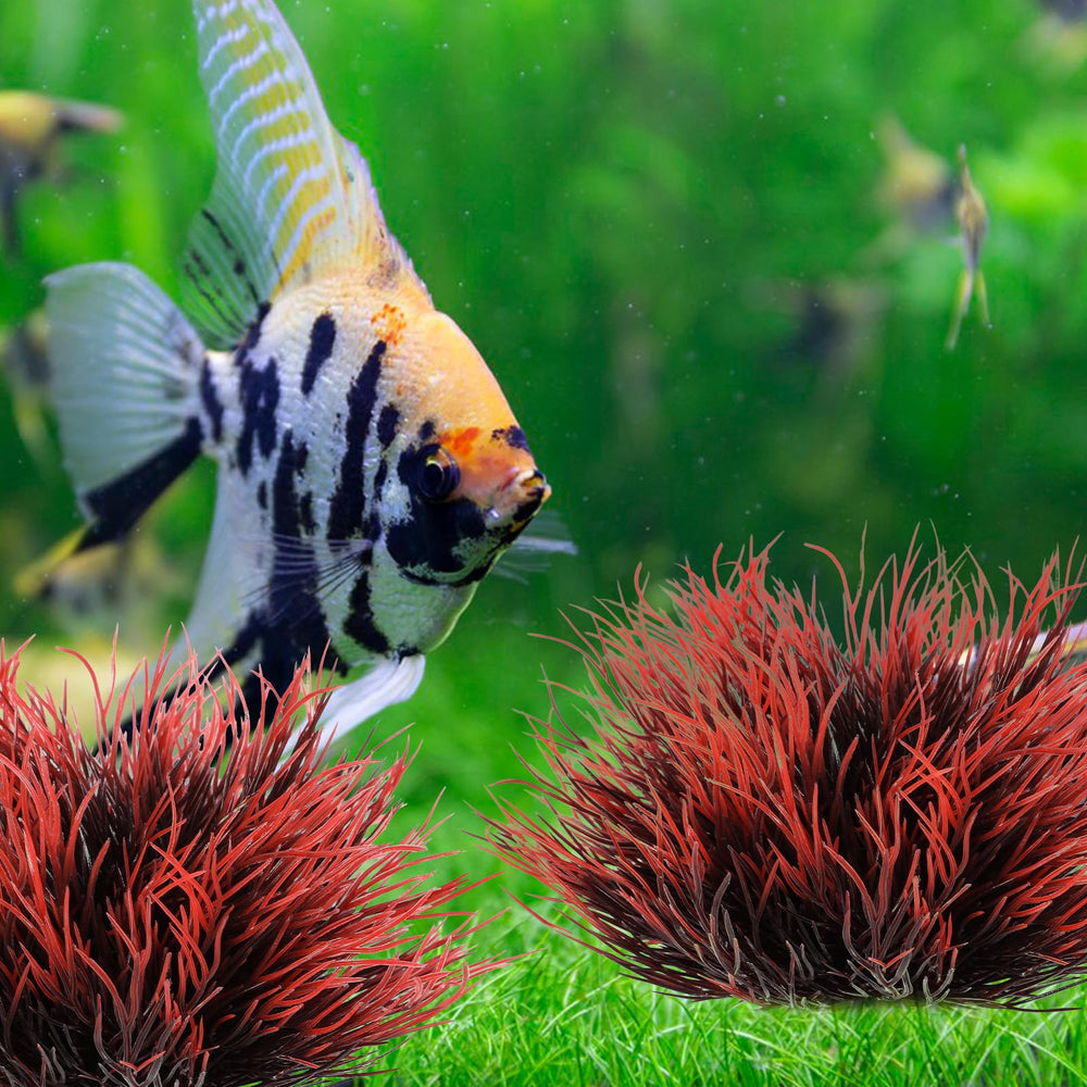 Plante d'aquarium FdcLixuvol couleur noire et rouge, effet visuel élégant et réaliste.