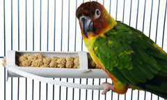FeatherSmart Porte-millet horizontal fixé au cage pour un accès facile au millet.