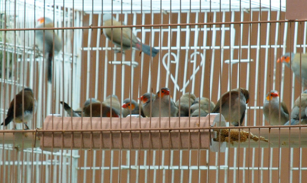 FeatherSmart Porte-millet horizontal adapté au sevrage et à l apprentissage du perchoir.