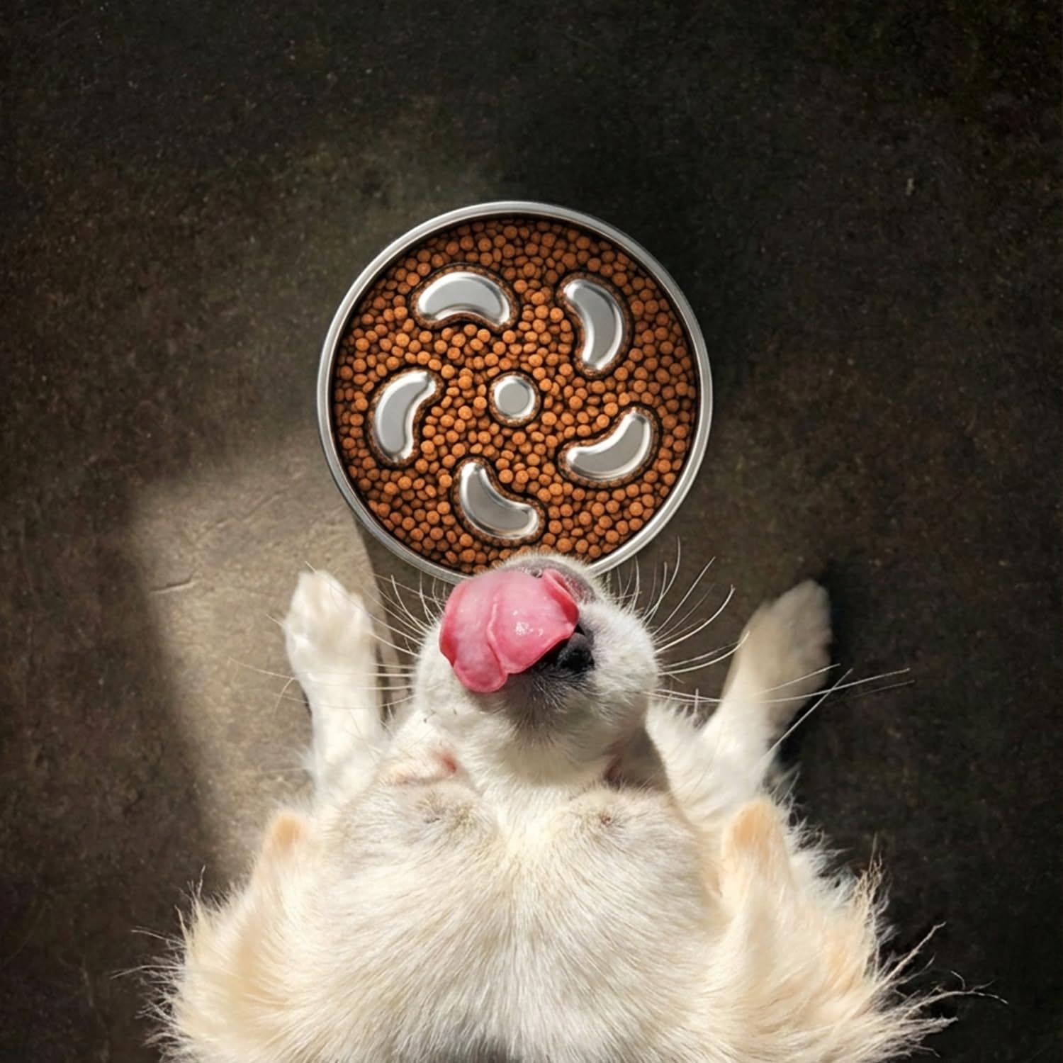 Feedoo bol pour chiens moyens, dimension adaptée aux repas.