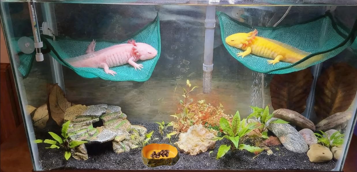 Fejapa hamac triangle pour axolotl offre variété de zones de repos.