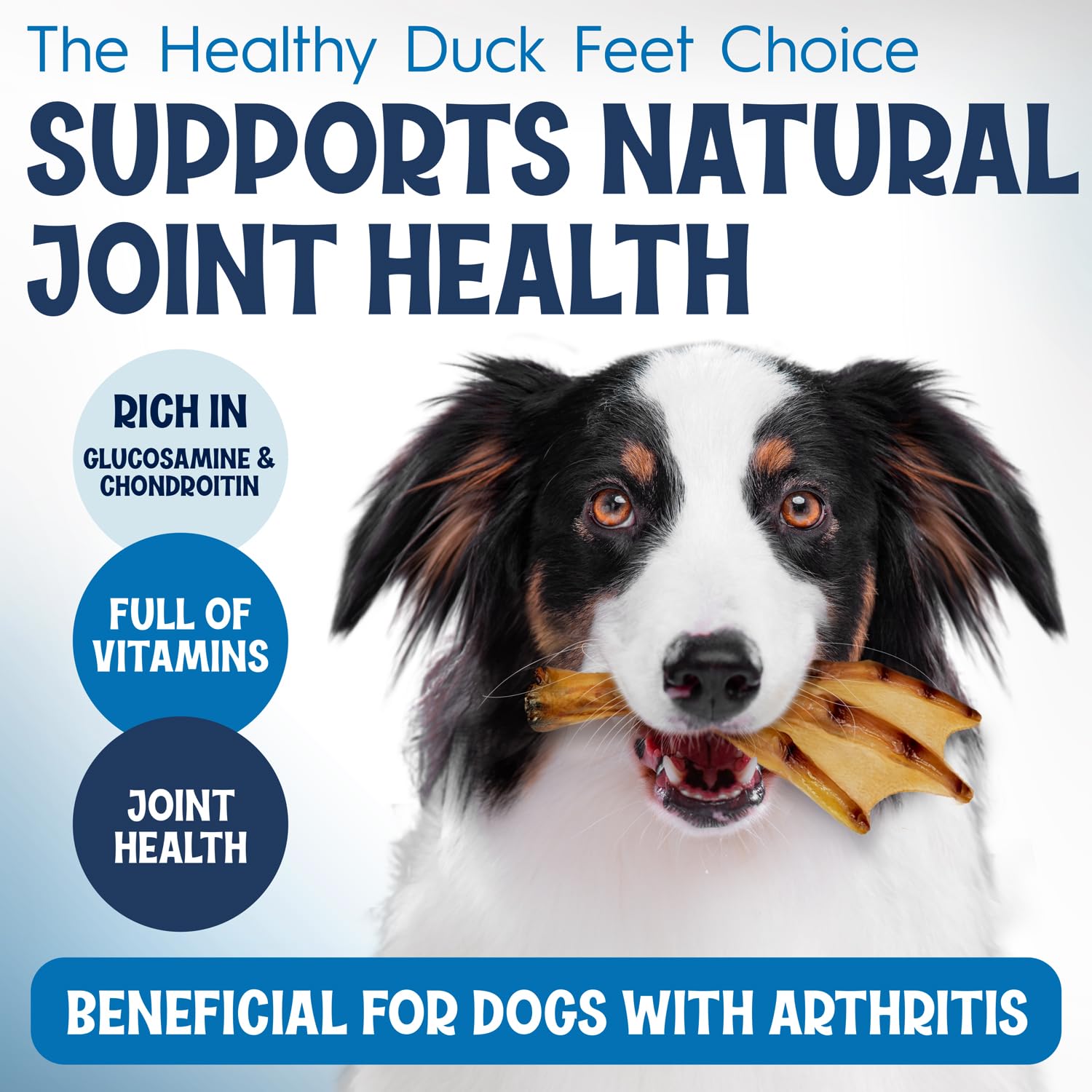 FETCHERONI texteure masticatoire et dents saines pour chien lors de la mastication.