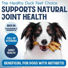 FETCHERONI texteure masticatoire et dents saines pour chien lors de la mastication.