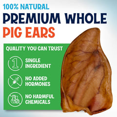 Pack de 100 oreilles porc Fetcheroni, pratique et longévité.