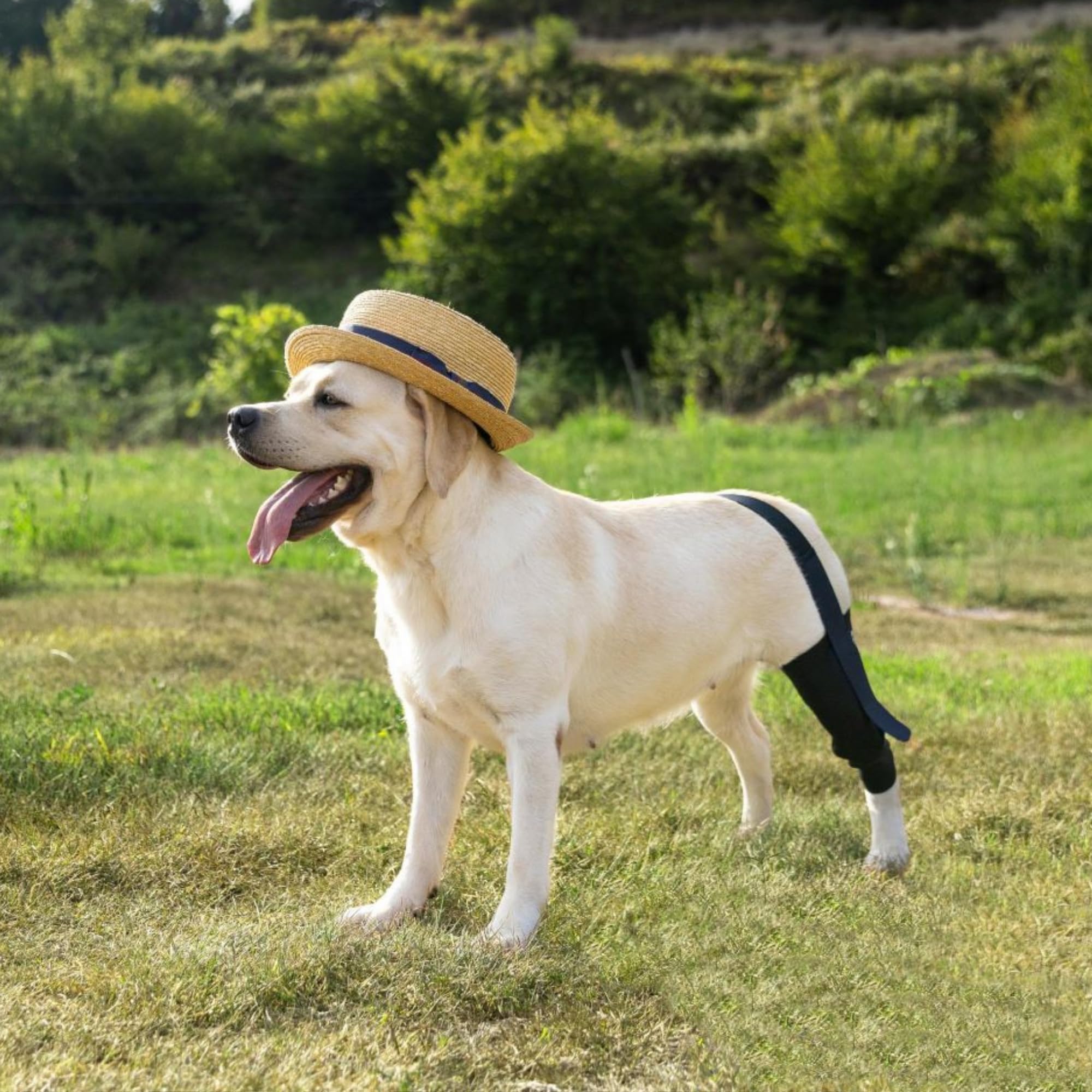 Guide utilisation Fico pour genou droit du chien