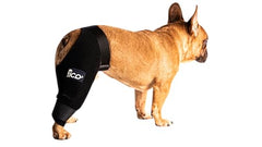 Soutien Fico pour arthrose du genou droit du chien