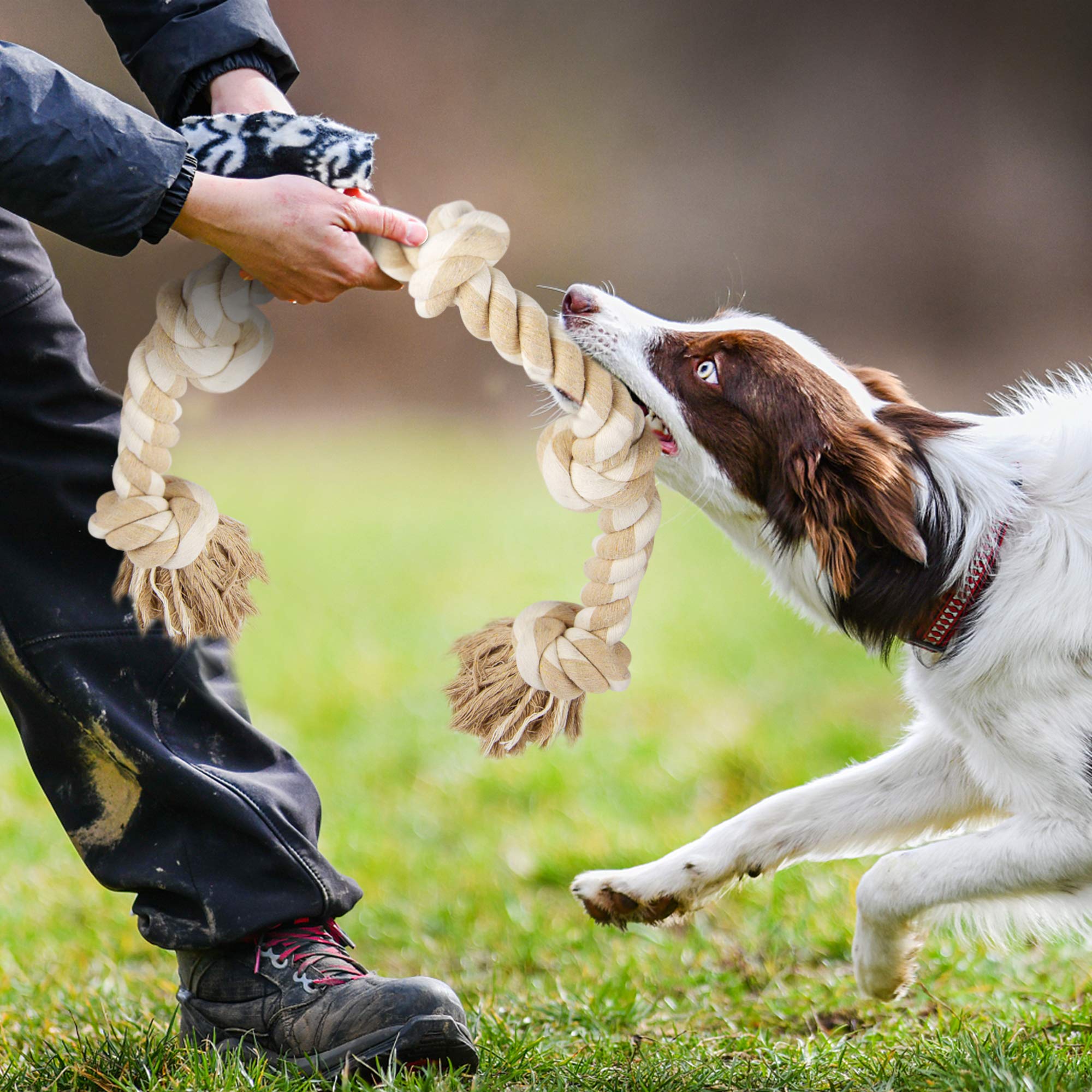 Jouet corde Fida, cadeau idéal: apprécié par les chiens qui aiment le tir