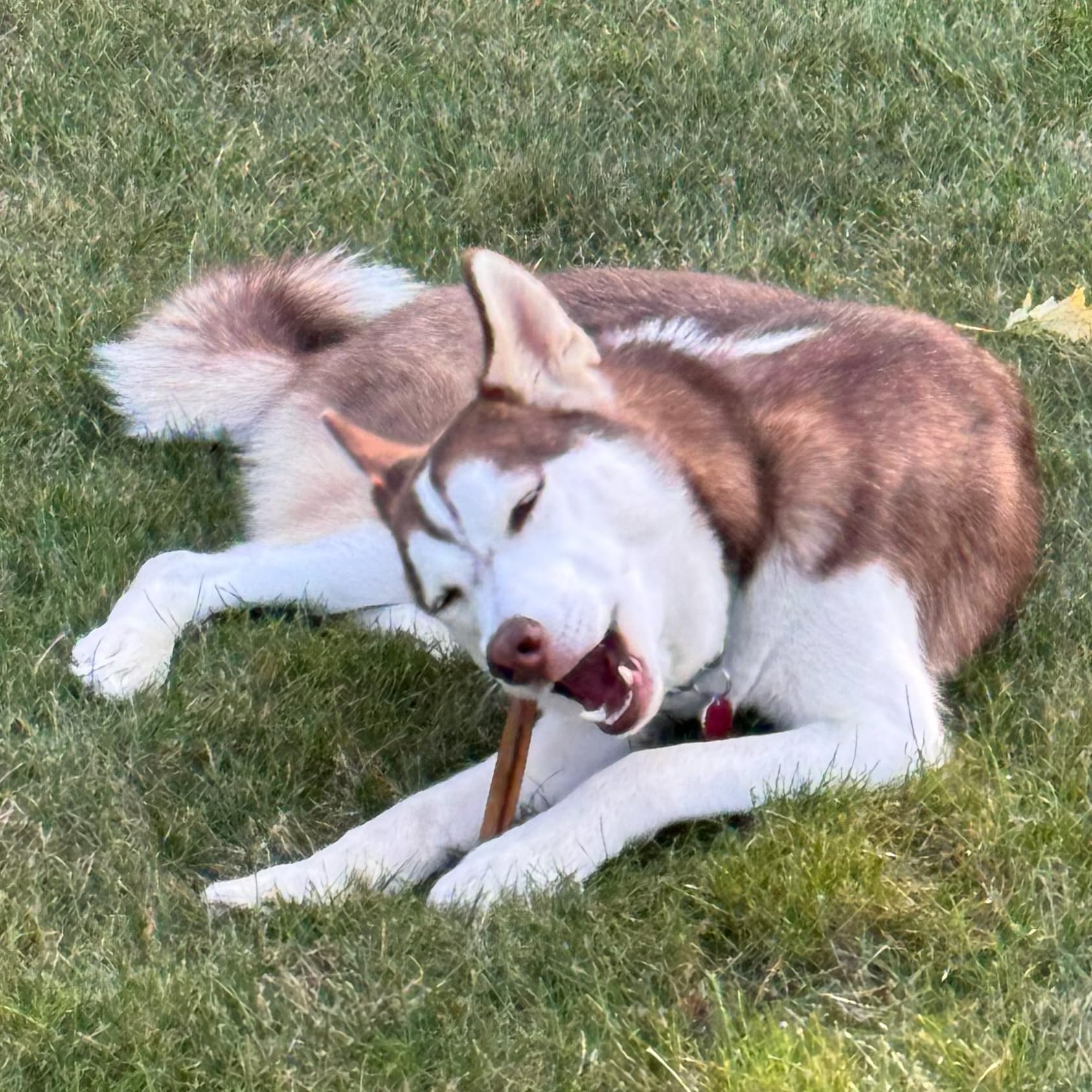 Fieldcrest Farms Bully Crunchers, ingredient-unique: option simple pour chiens sensibles.