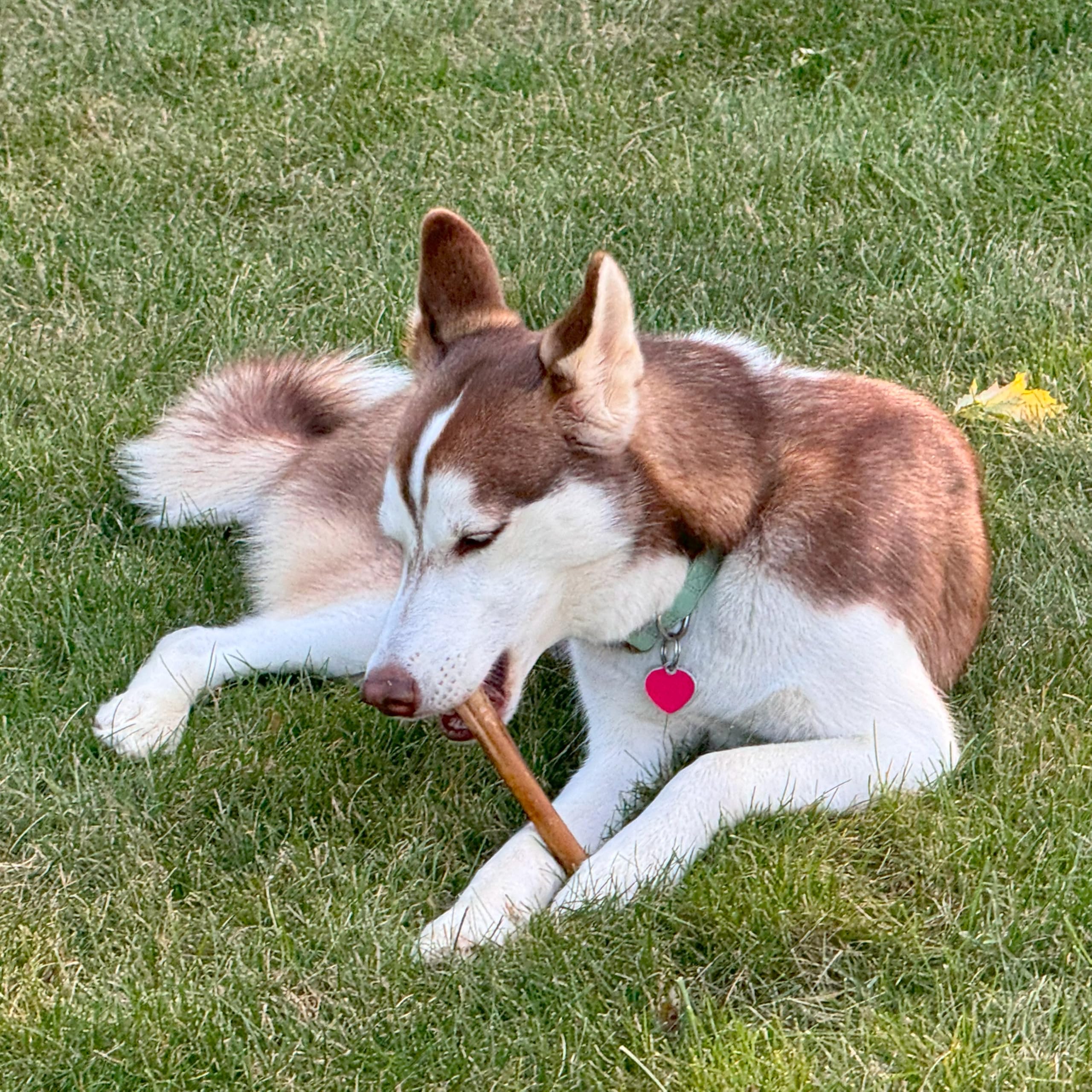 Fieldcrest Farms Bully Crunchers, odeur-neutre: expérience de mastication propre et agréable.