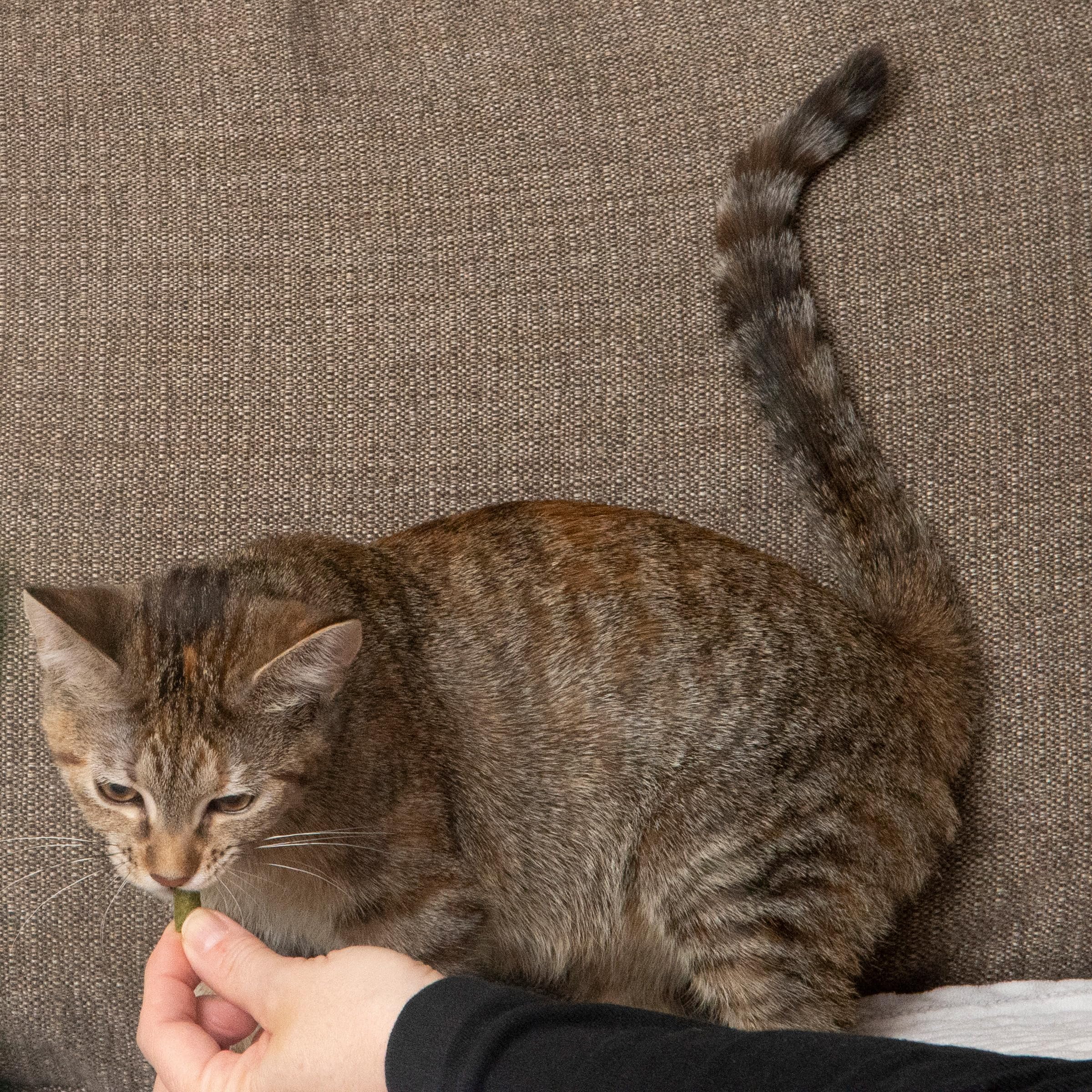 Fieldcrest Farms Nothin’ to Hide – adapté pour chats sensibles grâce à des ingrédients propres.