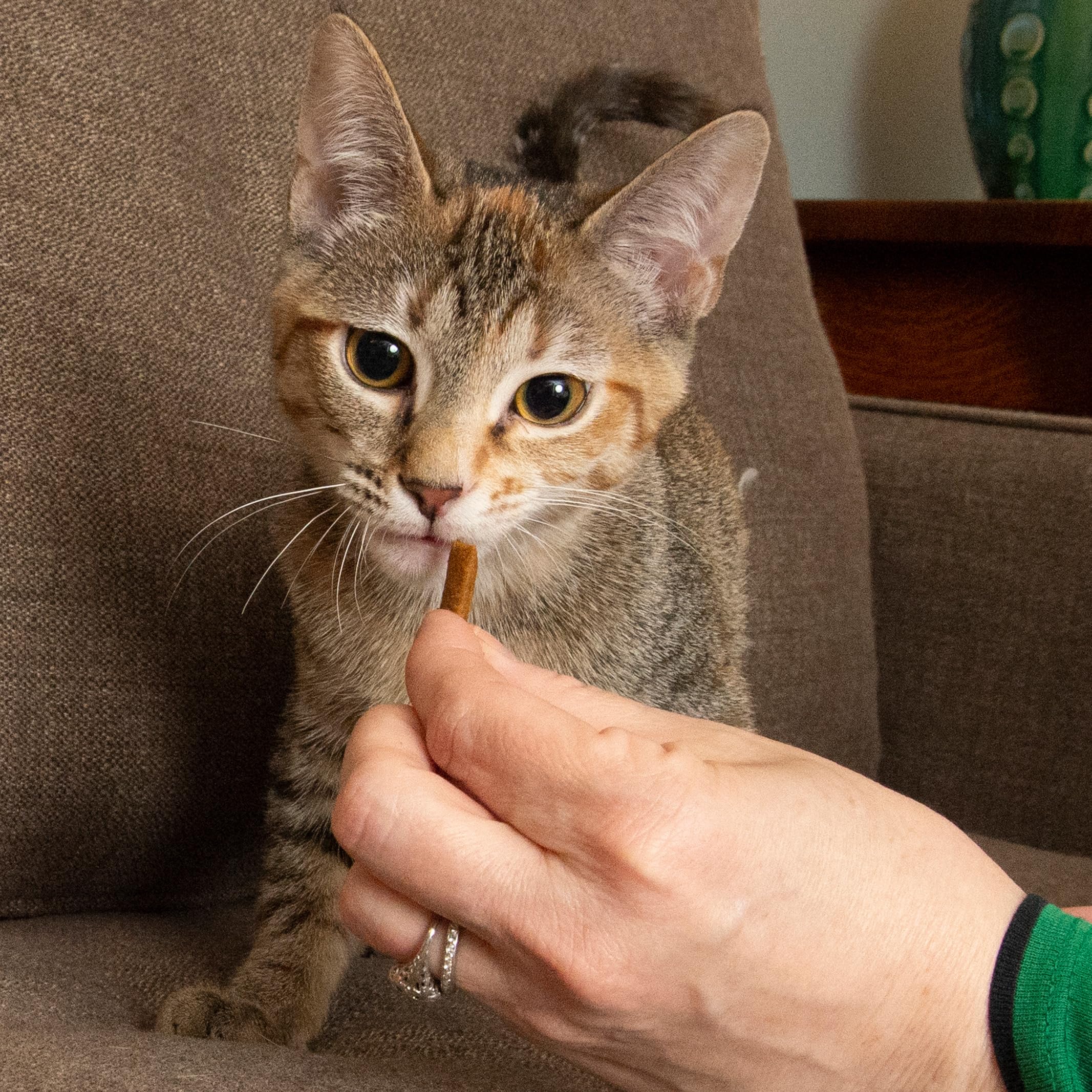 Moment de partage: snack après l’exercice pour les chats.