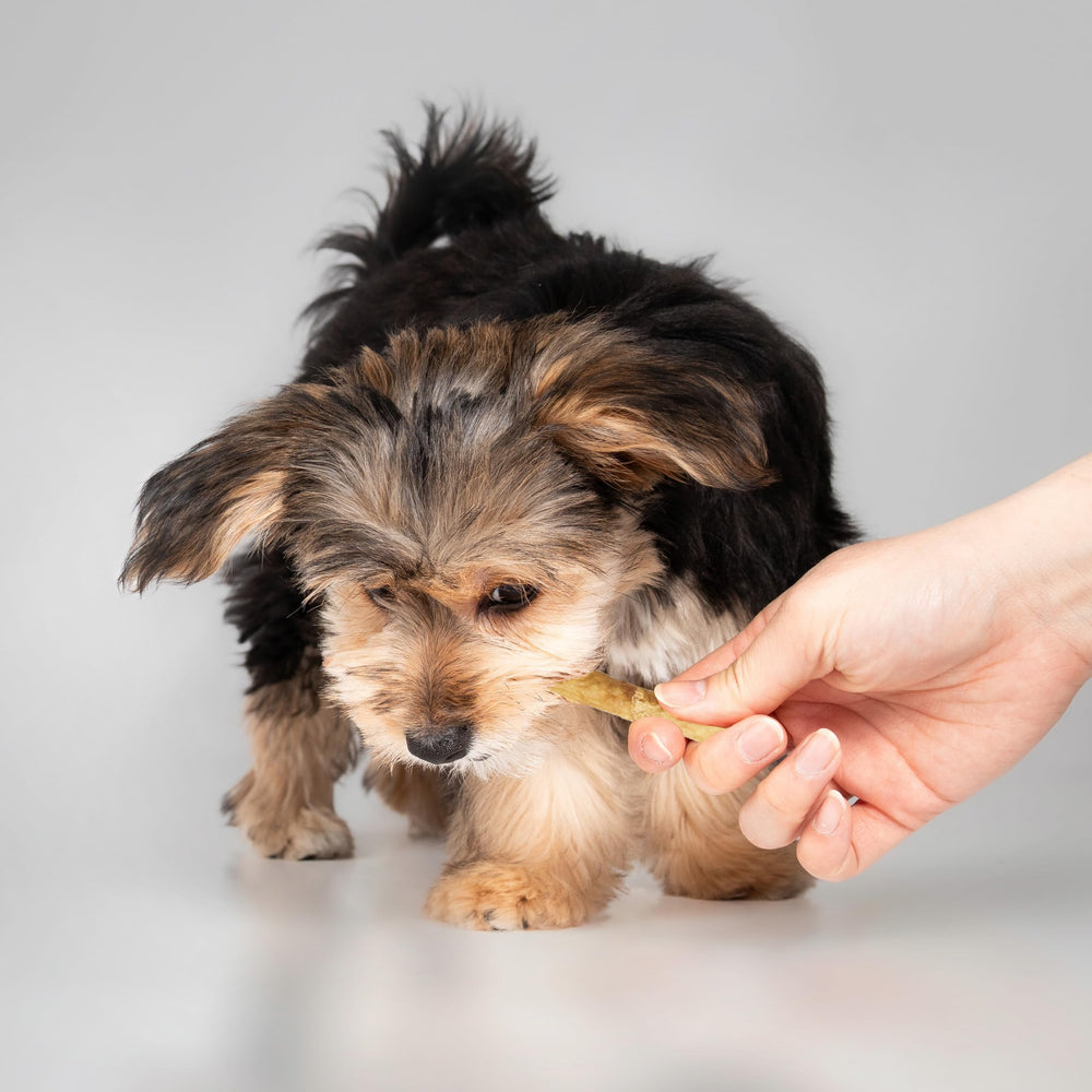 Fieldcrest Farms Nothin' to Hide Twist Stix récompense saine et délicieuse pour chiens.