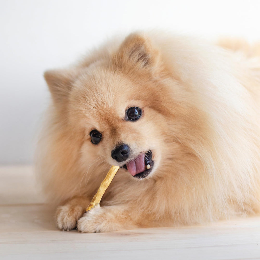 Nothin' to Hide Stix idéal pour chiens actifs et modérés