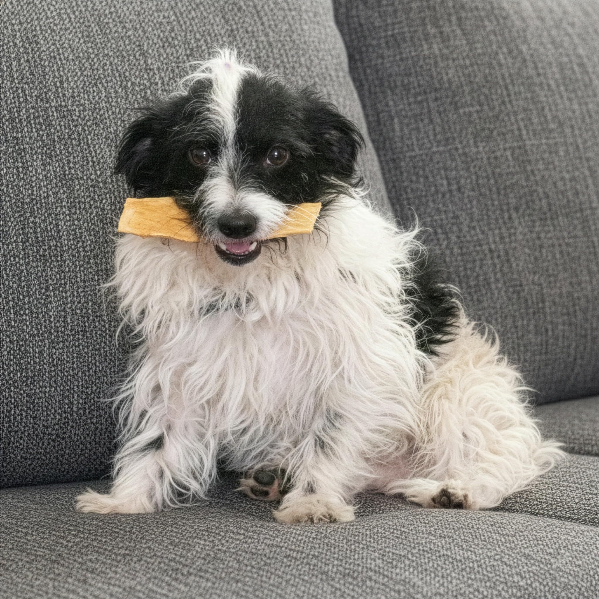 Fieldcrest Farms – sans céréales, convient aux chiens sensibles