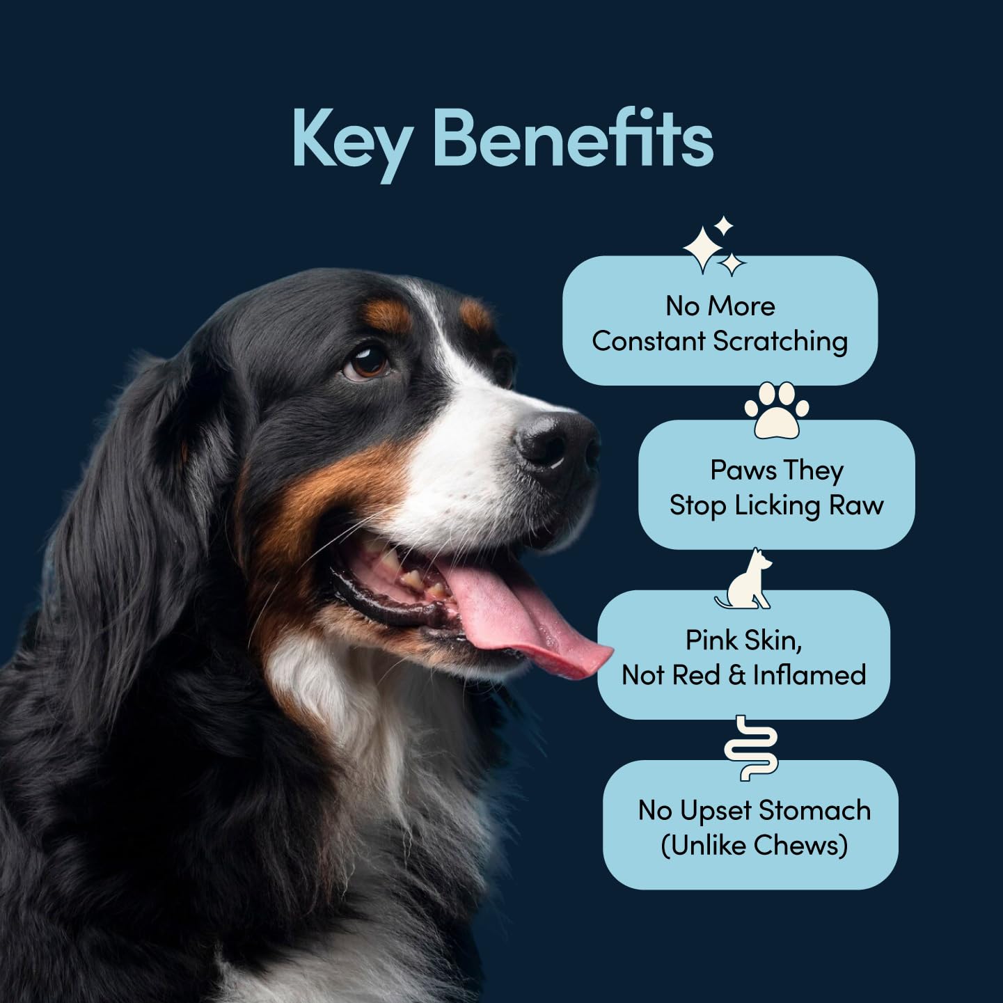 Scratch Buddy : poudre spiruline pour réguler l'histamine et le confort quotidien.