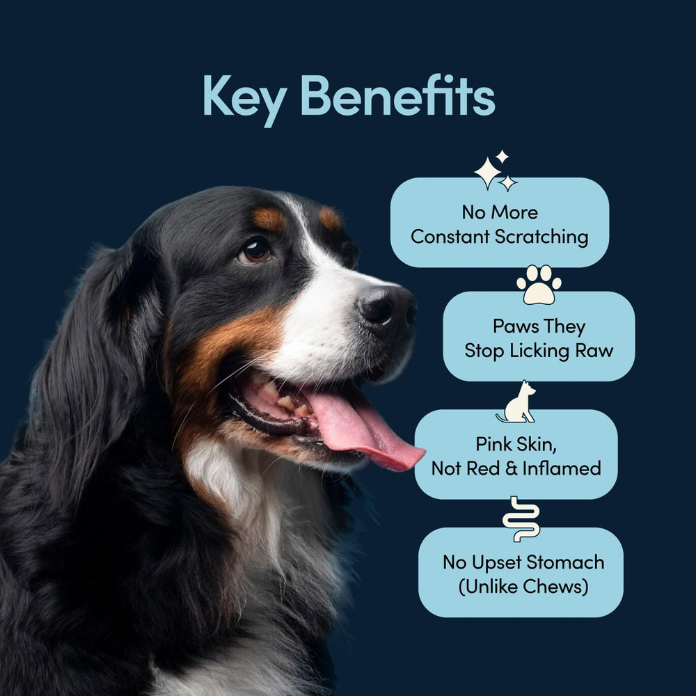 Scratch Buddy : poudre spiruline pour réguler l'histamine et le confort quotidien.