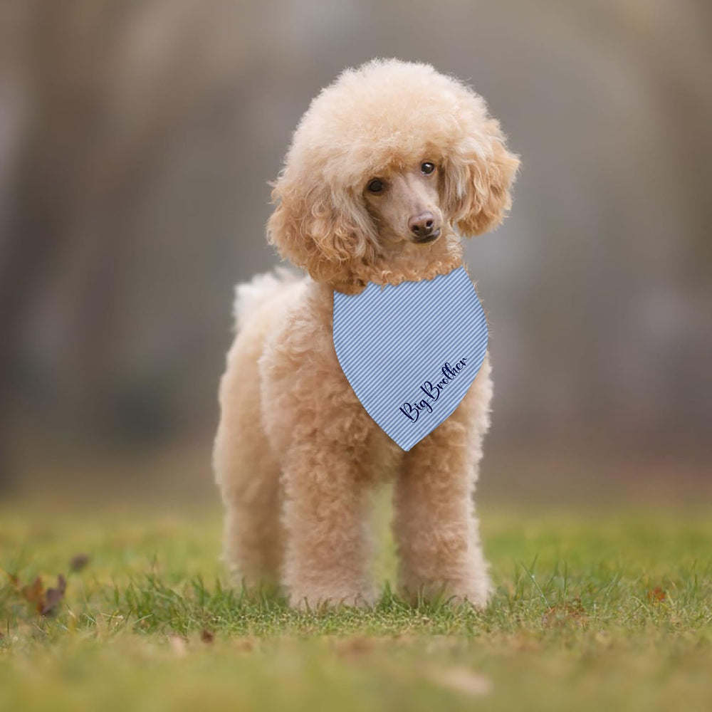 Bandana Fipsieneml léger et souple, idéal pour petits et moyens chiens.