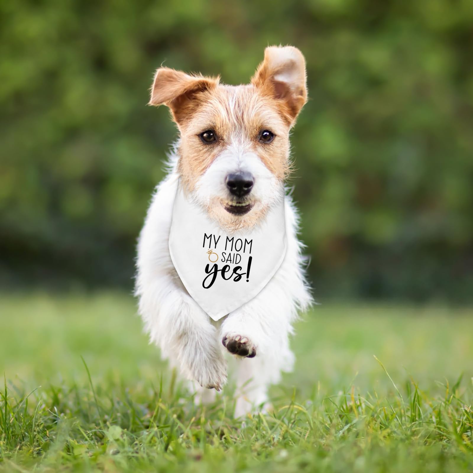 Bandana chien longueur 25 pouces, léger et durable pour petits et moyens chiens