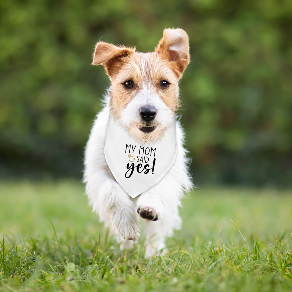 Bandana chien longueur 25 pouces, léger et durable pour petits et moyens chiens