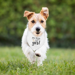Bandana chien longueur 25 pouces, léger et durable pour petits et moyens chiens