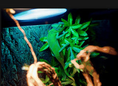 FiveBull plantes en soie reptile décor terrarium, aspect réaliste et durable.