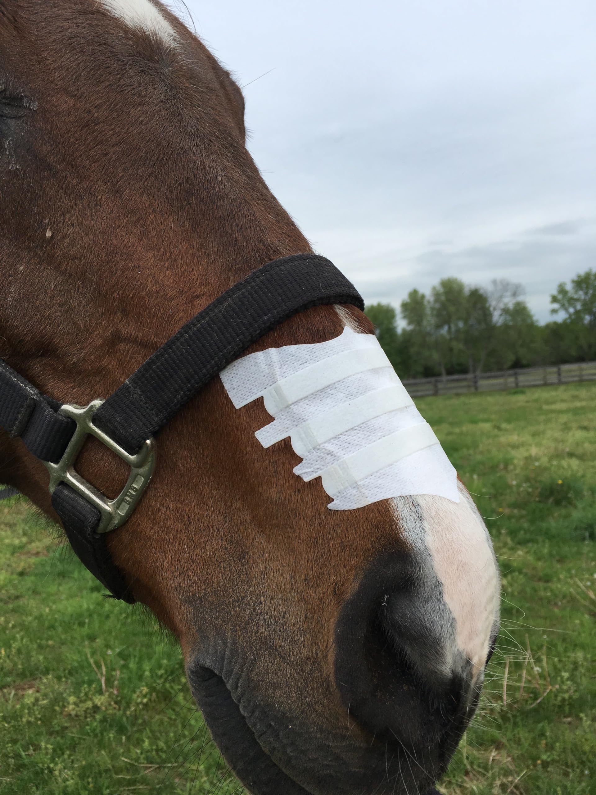 Flair Équin Nasal Strips – idéal pour compétitions et entraînement, soutien des voies nasales.