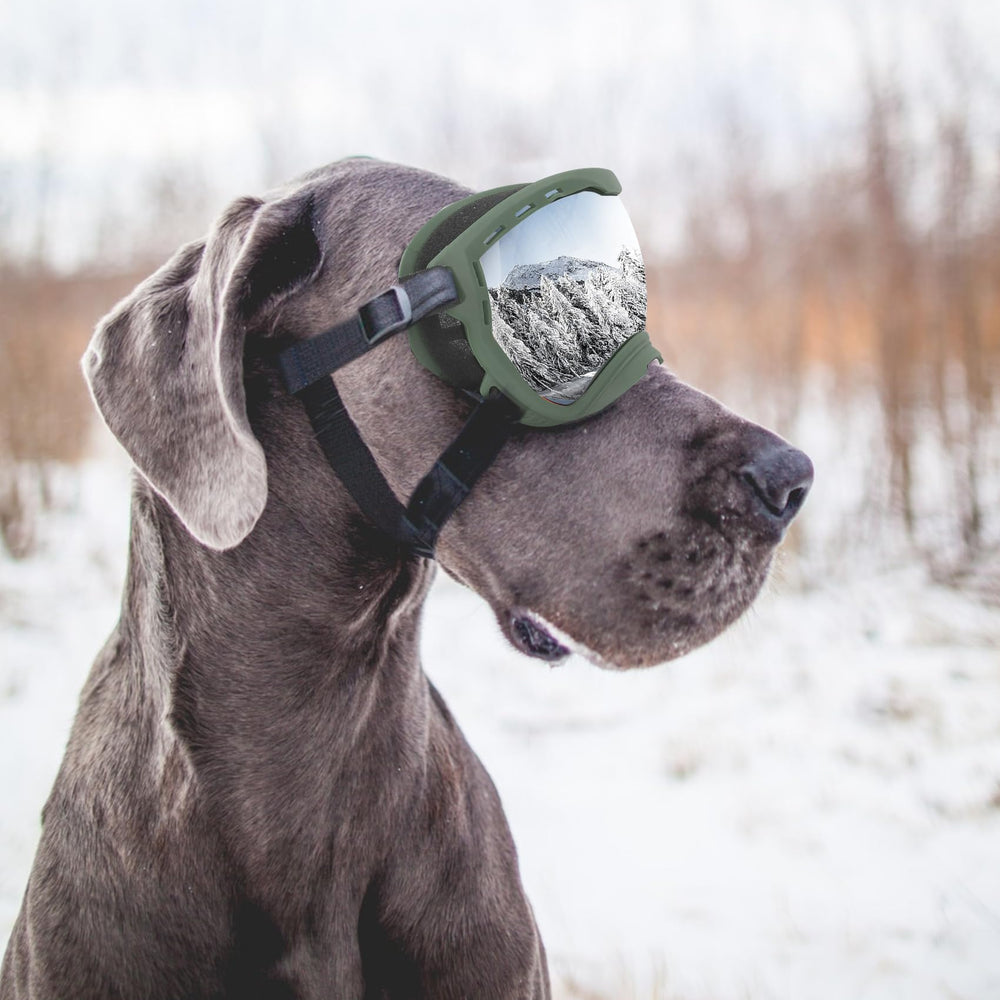 Lunettes Flantor pour chien, look tendance lors des séances photo.