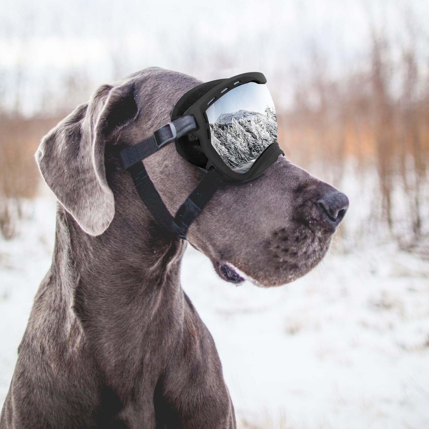 Flantor lunettes chien protection contre vent et poussière, pratique au quotidien.
