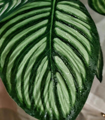 FLmoving base en résine assure stabilité et sécurité dans le terrarium.