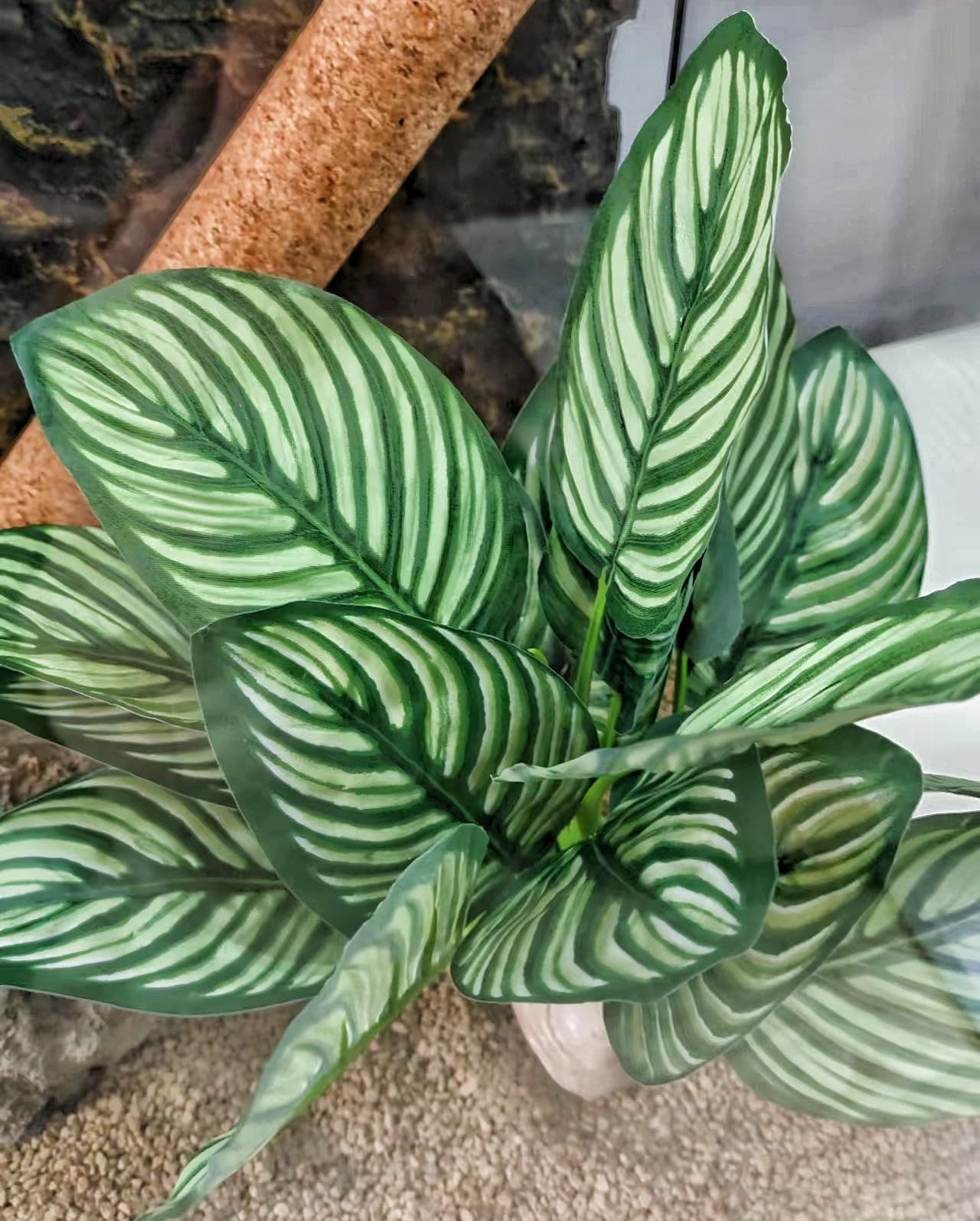 FLmoving plante décorative offre cachettes naturelles et enrichit l'habitat des reptiles.