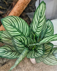 FLmoving plante décorative offre cachettes naturelles et enrichit l'habitat des reptiles.